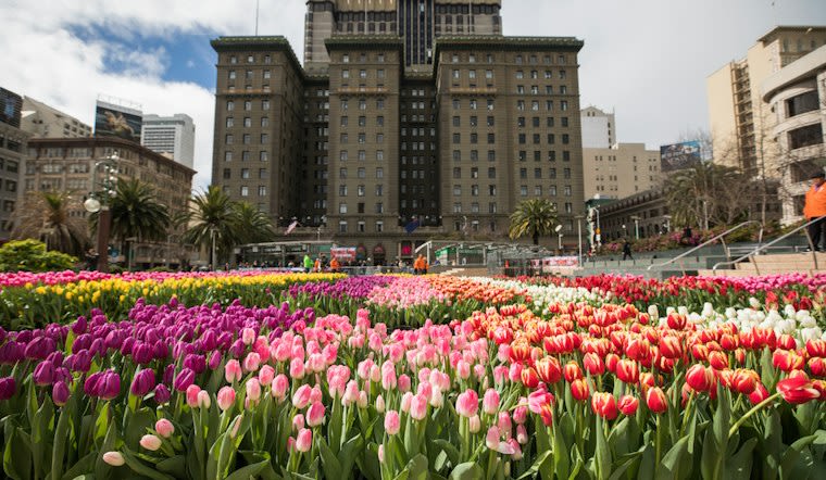 Tulip Day Celebration in Union Square