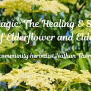 Elder Magic The Healing & Spiritual Powers of Elderflower and Elderberries