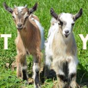 Goat Yoga & Goat Play Sessions