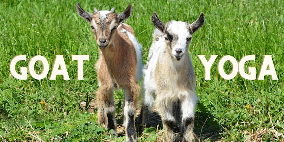 Goat Yoga & Goat Play Sessions