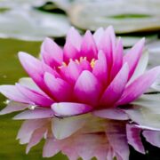 The Mind Illuminated Meditation for Leaders & Creatives