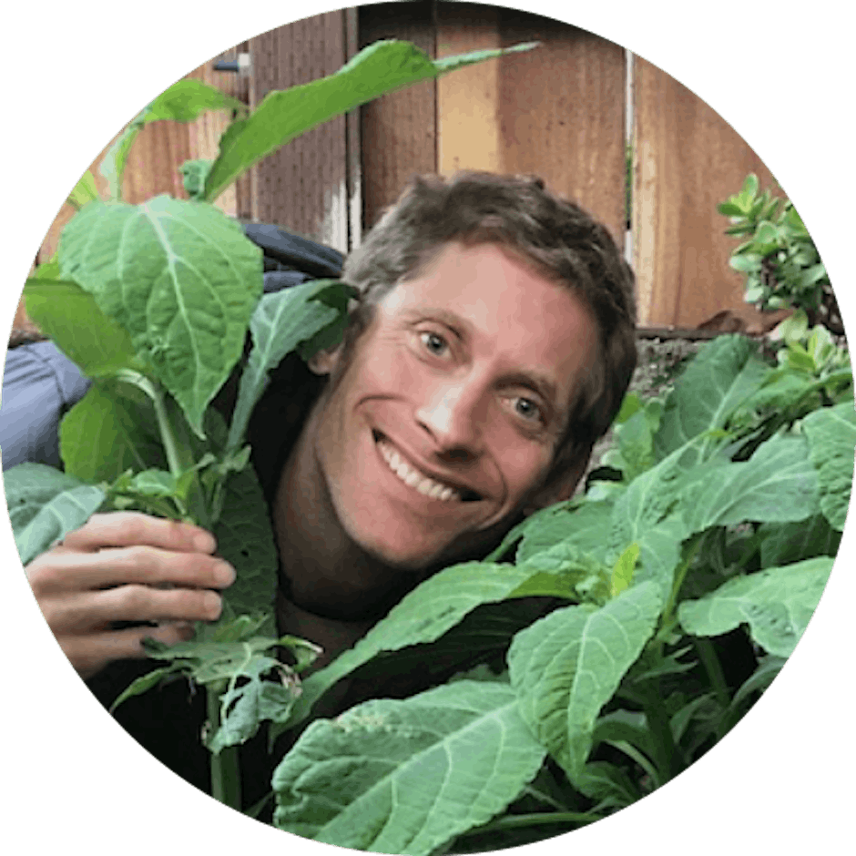 The Misunderstood Healer - Salvia Divinorum